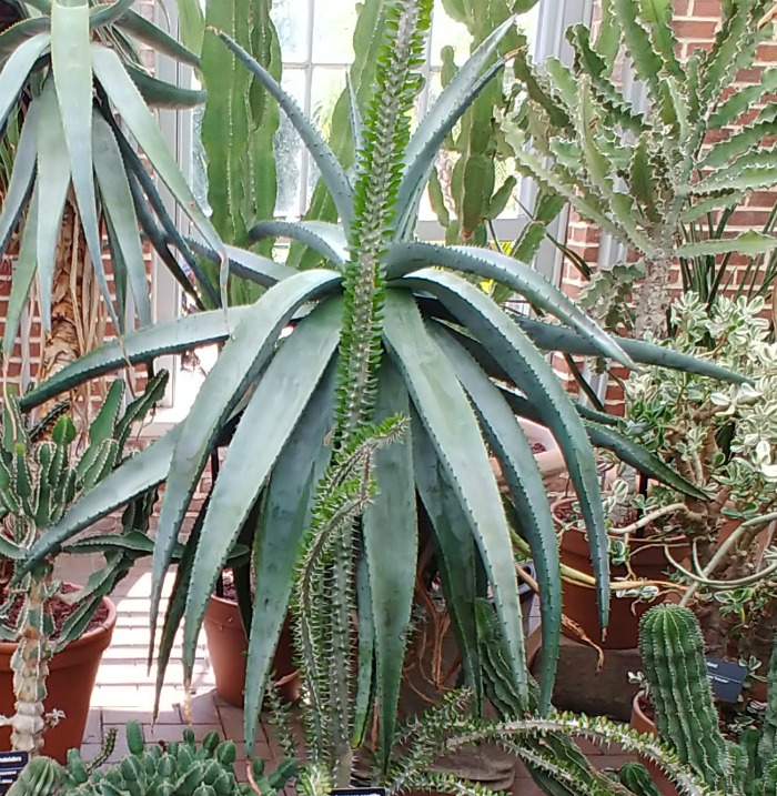 Huge aloe plant at the Cactus collection in the Linnean house of the Missouri Botanical Gardens