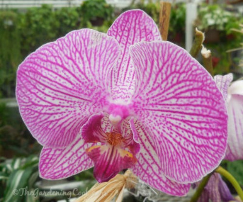 Deep pink variegated Moth orchid - Phalaenopsis 