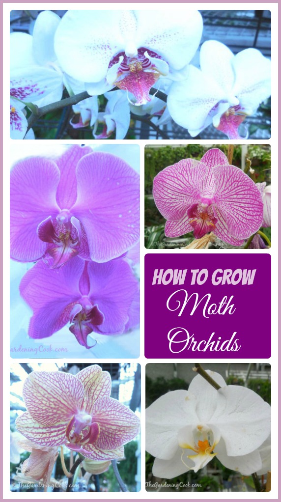 Looking for blooms that last many months? Try Moth ordhids - Phalaenopsis - They are easy to grow and perfect for beginners.
