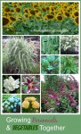 Growing Perennials and Vegetables in one Garden Space