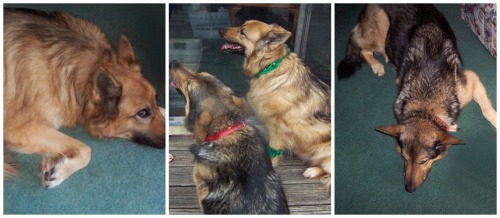 My Two German Shepherds need room to run
