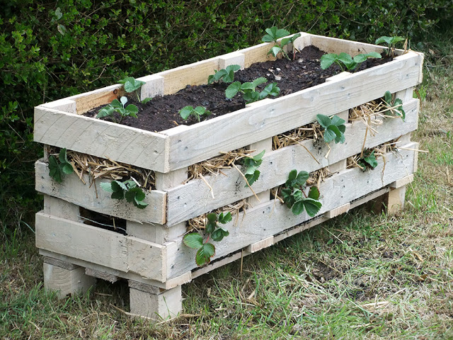 Strawberry planter made from a pallet. 
