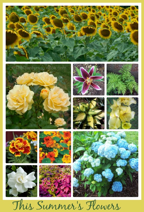 Choice of flowers for my mixed bed.