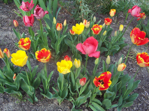 Tulips in my garden bed