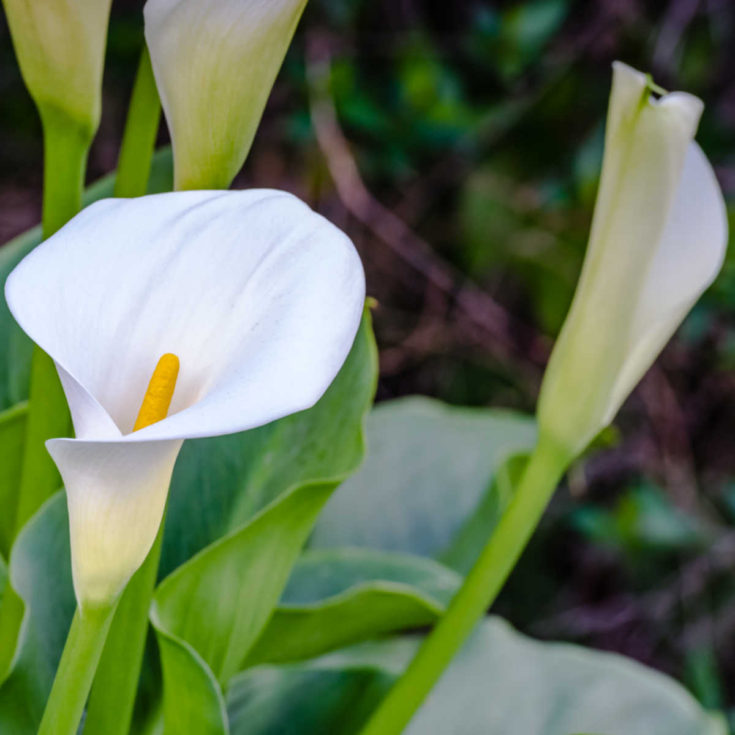 How to Grow Calla Lilies