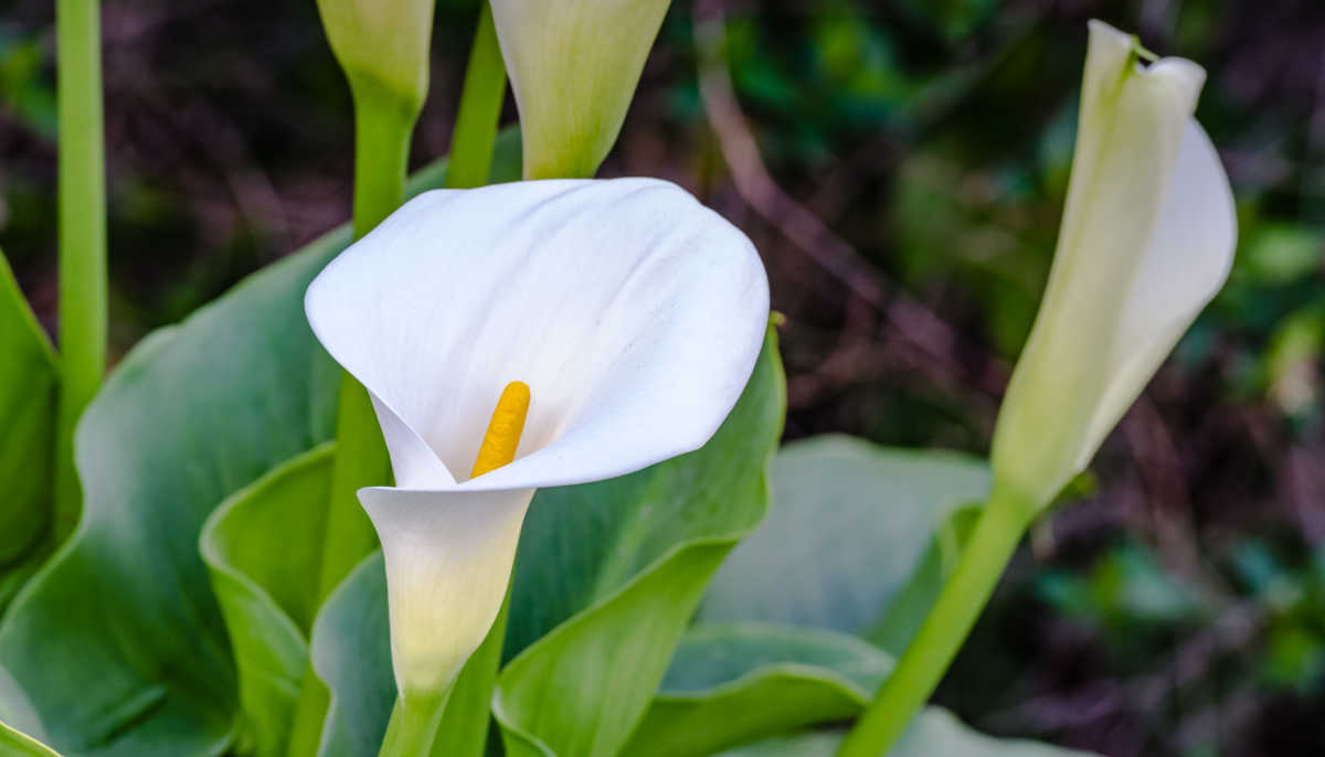 White calla lilies in flower.
