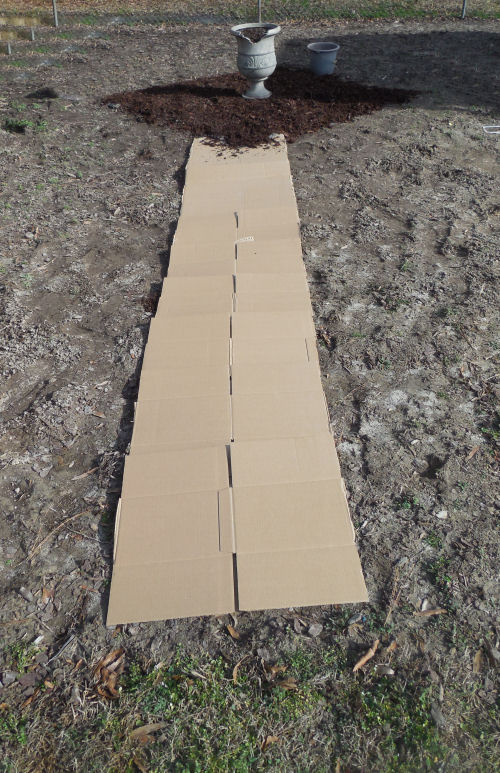 Cardboard controls weeds on my path