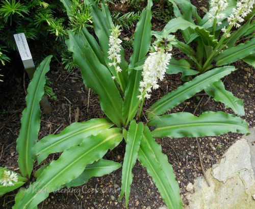 Eusomis autumnalis - pineapple lily
