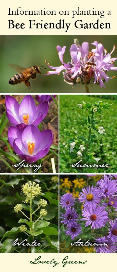 Planting a Bee Friendly garden #EarthDayProjects from lovelygreens.com