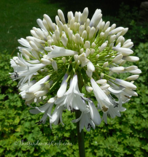 Agapanthus Orientalis white - White Lily of the Nile