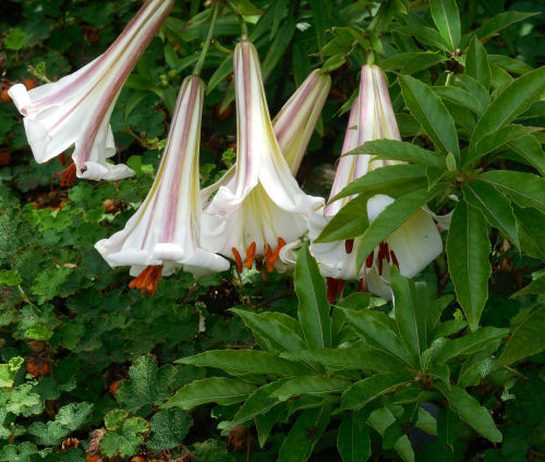 Angel's Trumpet - Brugmansia