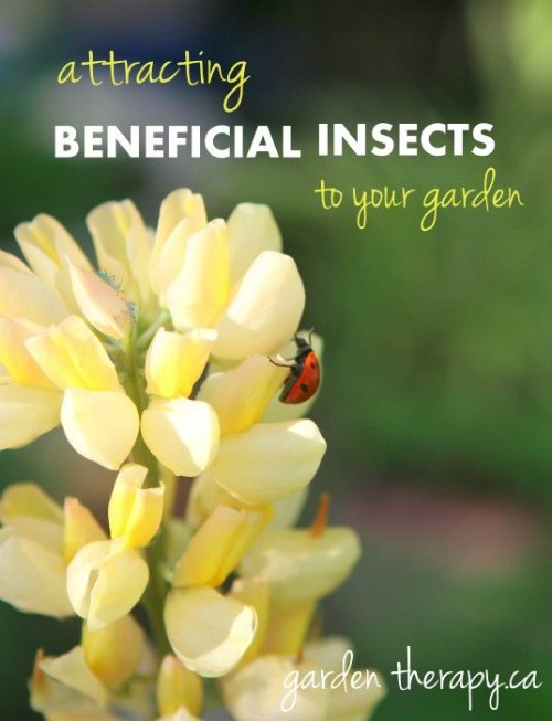 Attracting Beneficial Insects ##EarthDayProjects from gardentherapy.ca