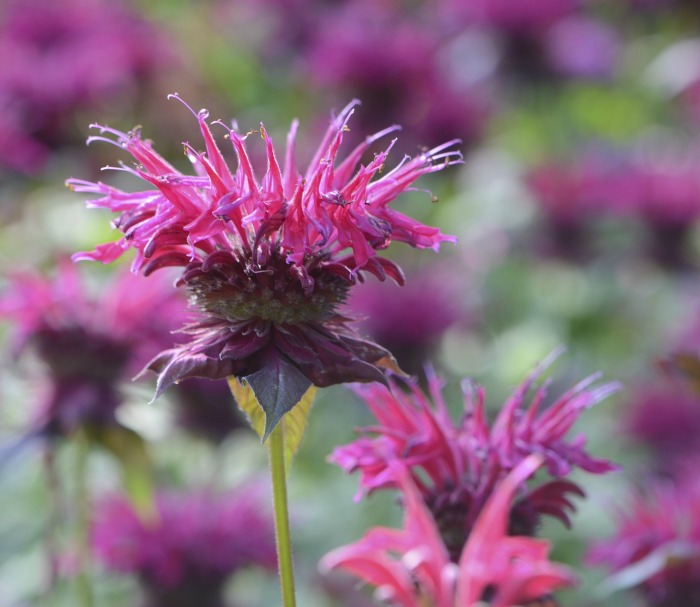 Pink bee balm plant.