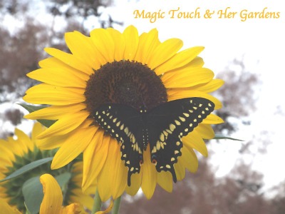 Giant Sunflower and female Swallowtail from magictouchandhergardens.wordpress.com.