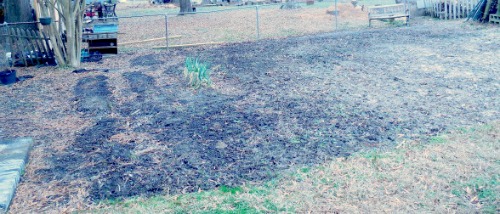 Area for perennials and vegetables