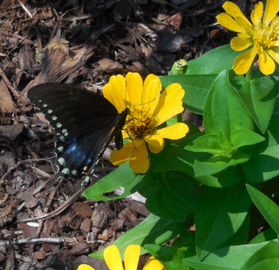 Blue swallowtail butterfly on a yellow zinnia