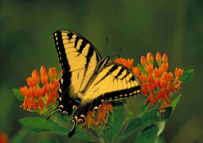 Butterfly weed and swallowtail butterfly.