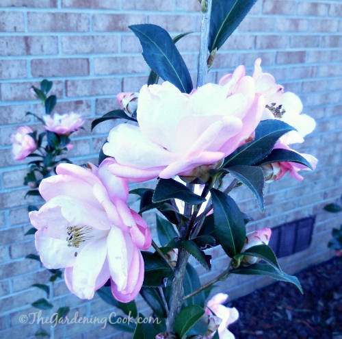 Peony in full bloom.