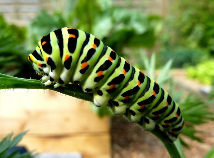Swallowtail caterpillar eating a leaf.