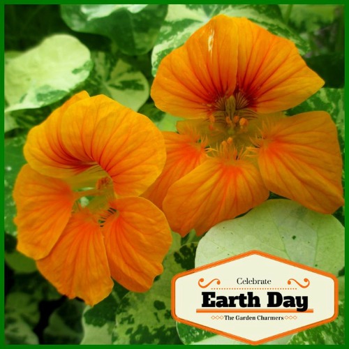 50 Ways to Celebrate Earth Day #EarthDayProjects from ourfairfieldhomeandgarden.com