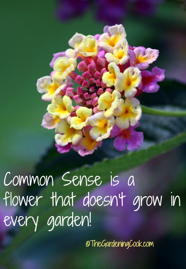 Common Sense quote