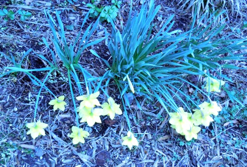 Yellow daffodils in bloom