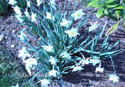 Daffodils in full bloom