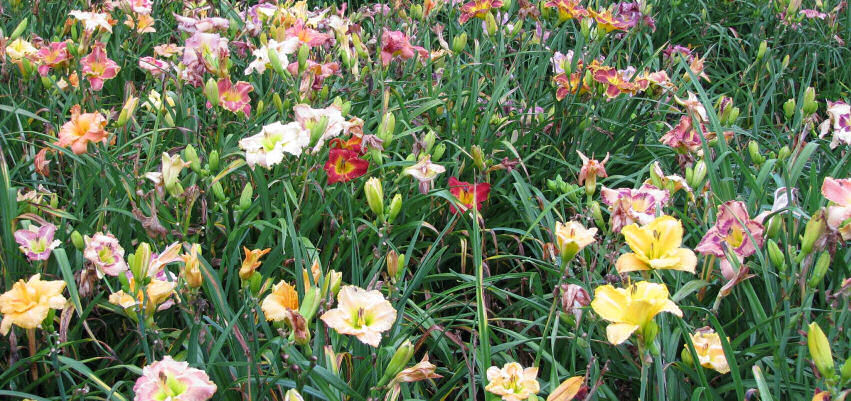 Daylilies of the Valley on Facebook.