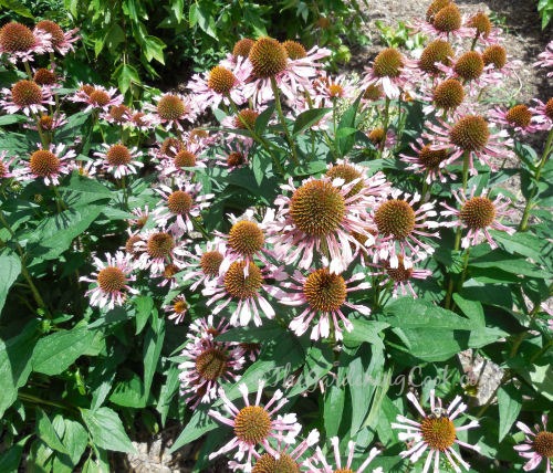 Echinacea Quills N Thrills