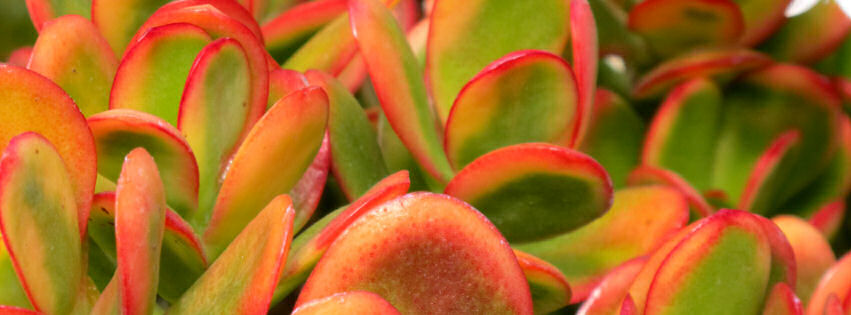 Fickle Prickles on Facebook.