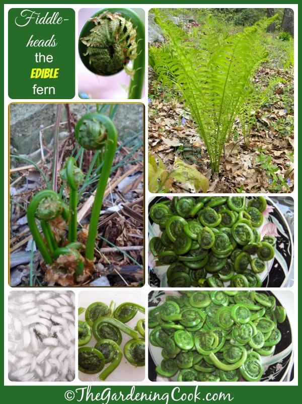 Fiddle head ferns - the edible fern from the ostrich fern family. Find out how to prepare and cook them.