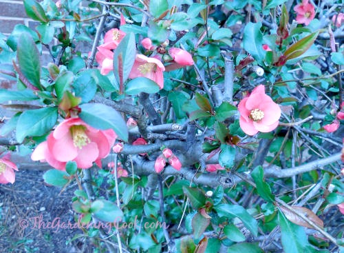 Invasive flowering shrub