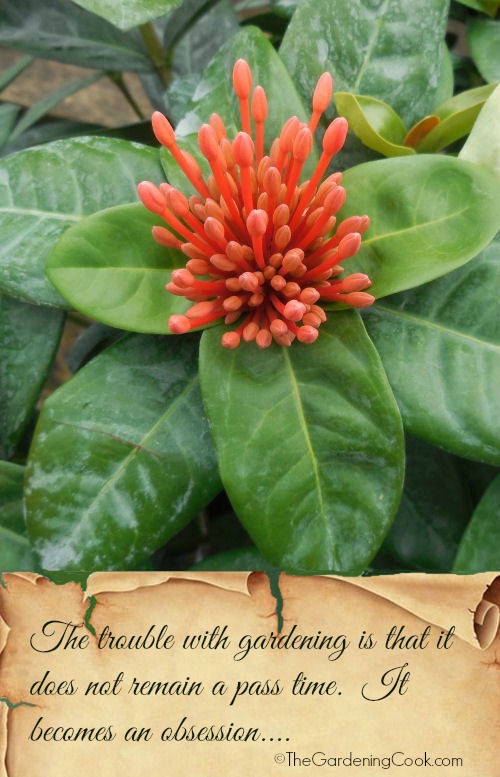 The trouble with gardening is that it does not remain a pass time. It becomes an obsession.