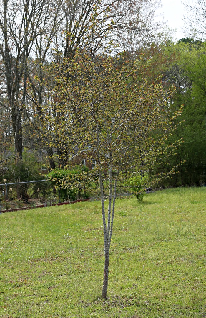 Hawthorne Tree