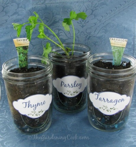Herb plant labels