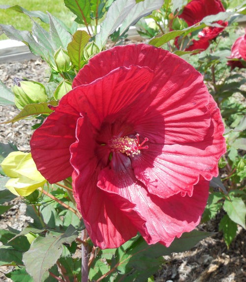 Hibiscus SUMMERIFIC variety. 'Cranberry Crush
