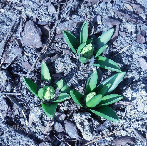 Hyacinths are soon to open.