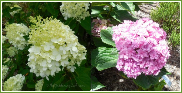 Two varieties of Hydrangeas