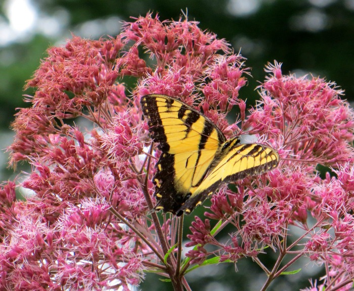 Joe Pye weed and butterfly.