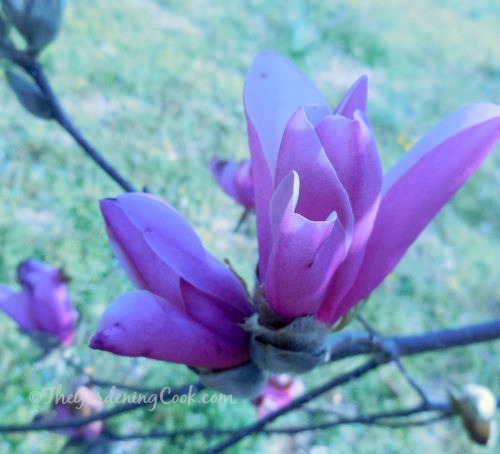 Purple Magnolia blossoms