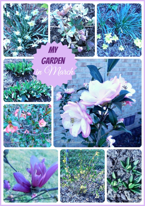 My garden in March. Lots of pretty blooms even this early