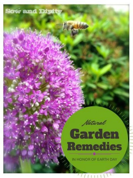Natural Garden Remedies #EarthDayProjects from sowanddipity.com