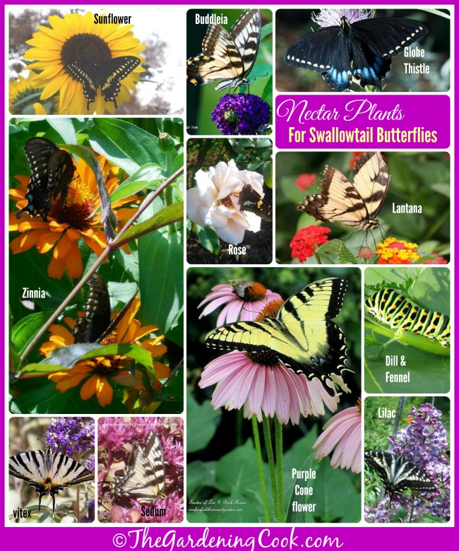 Collage showing Nectar plants for Swallowtail Butterflies.