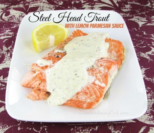 Steelhead trout with lemon parmesan sauce