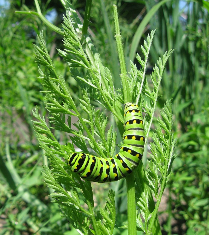 Caterpillar eating a parsley plant.