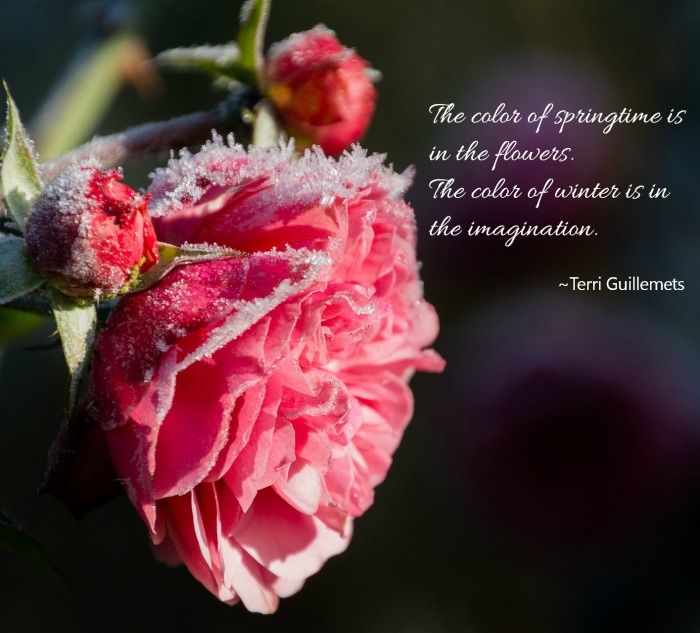 The color of springtime is in the flowers. The color of winter is in the imagination. Terri Guillemets