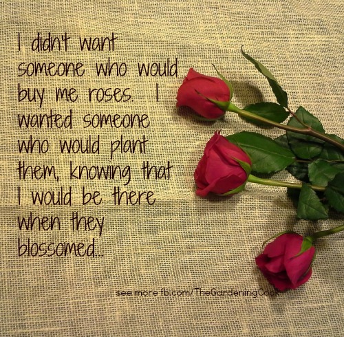 Roses quote