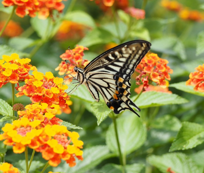 Lantana and swallowtail butterfly.