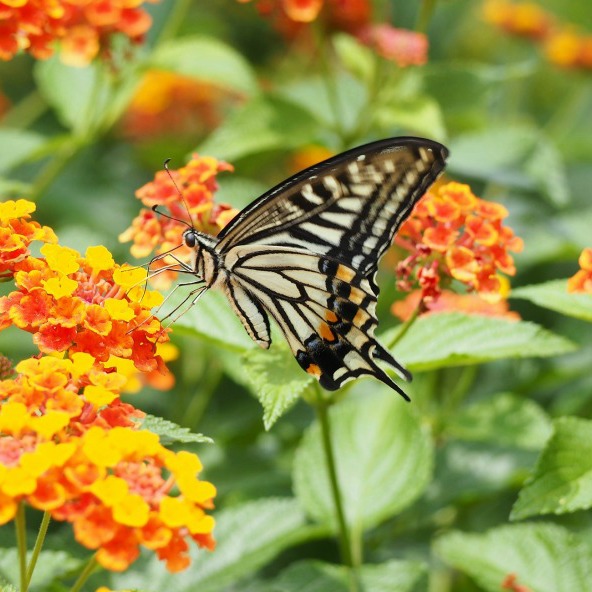 Nectar plants for Swallowtail Butterflies