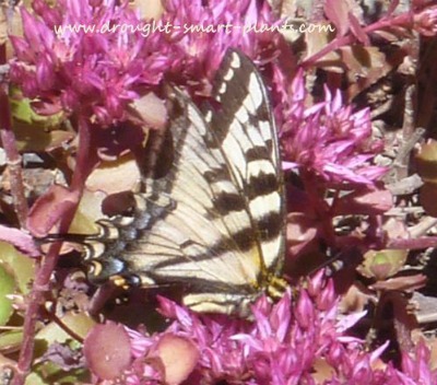 Swallowtails love Sedum spurium "dragons blood" by droughtsmartplants.com.